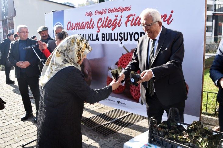 Kdz.Ereğli’de 3 bin Osmanlı Çileği fidesi halkla buluştu